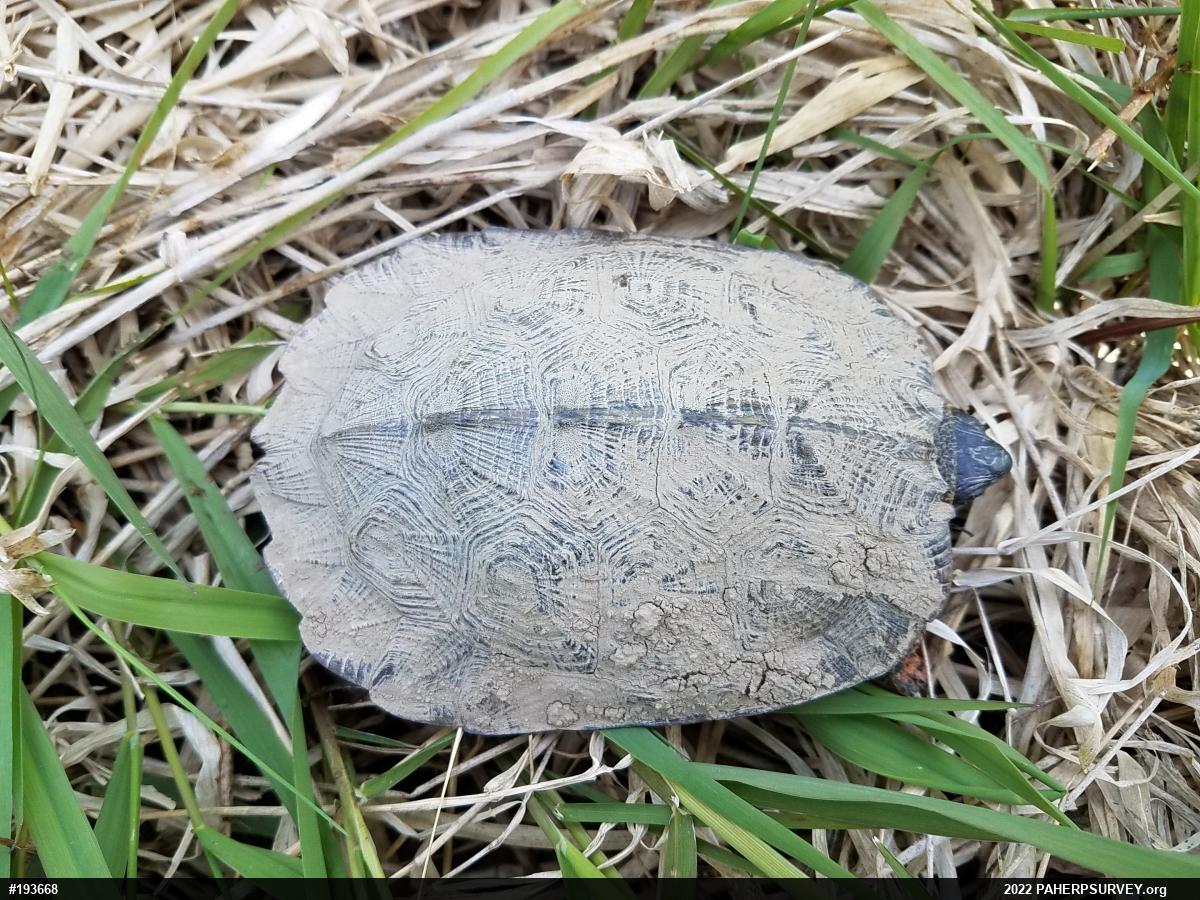 Wood Turtle