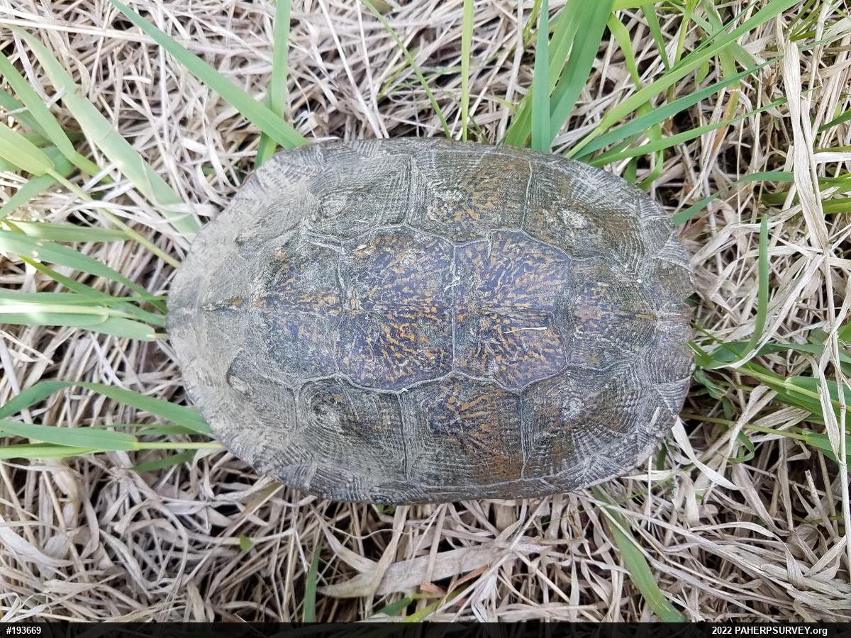 Wood Turtle