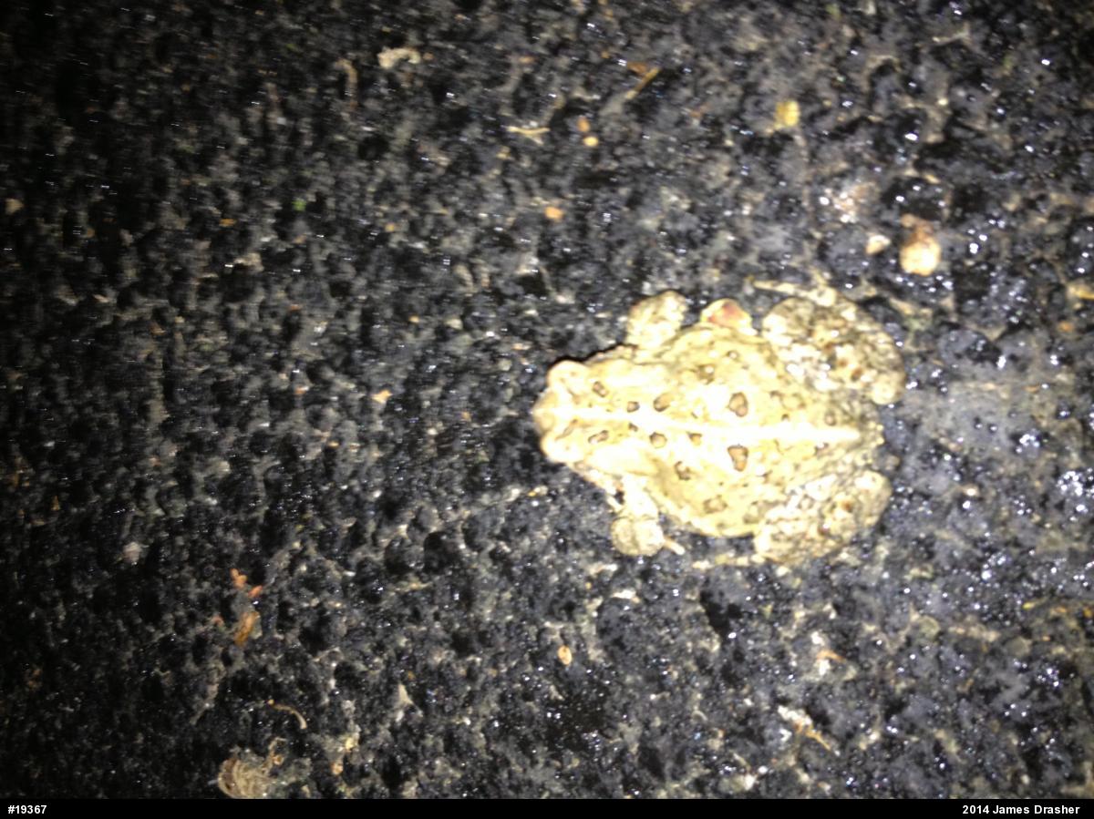 Eastern American Toad