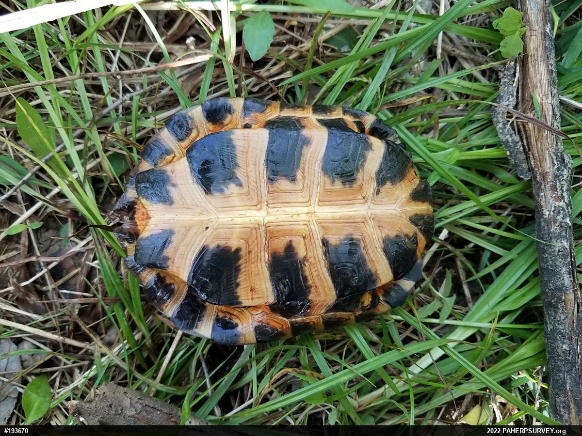 Wood Turtle