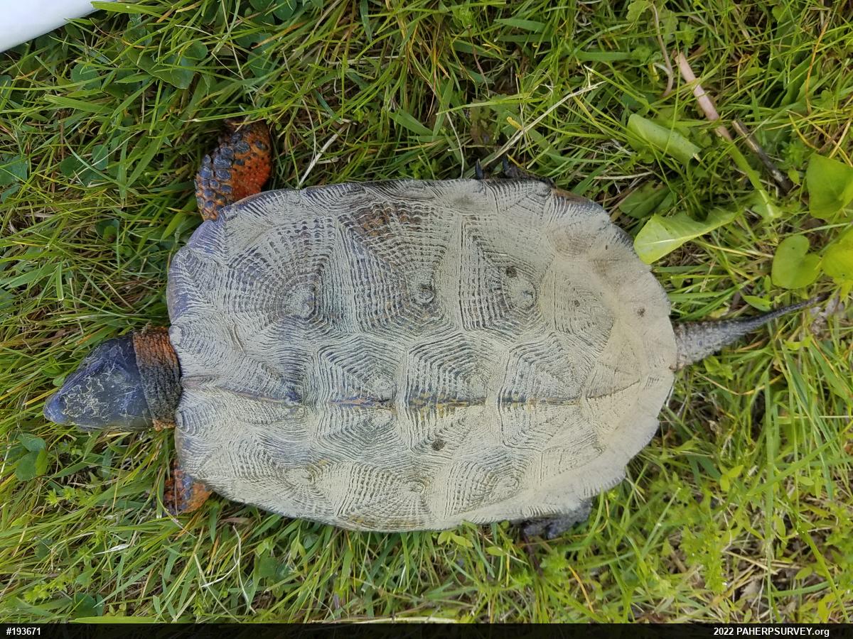Wood Turtle