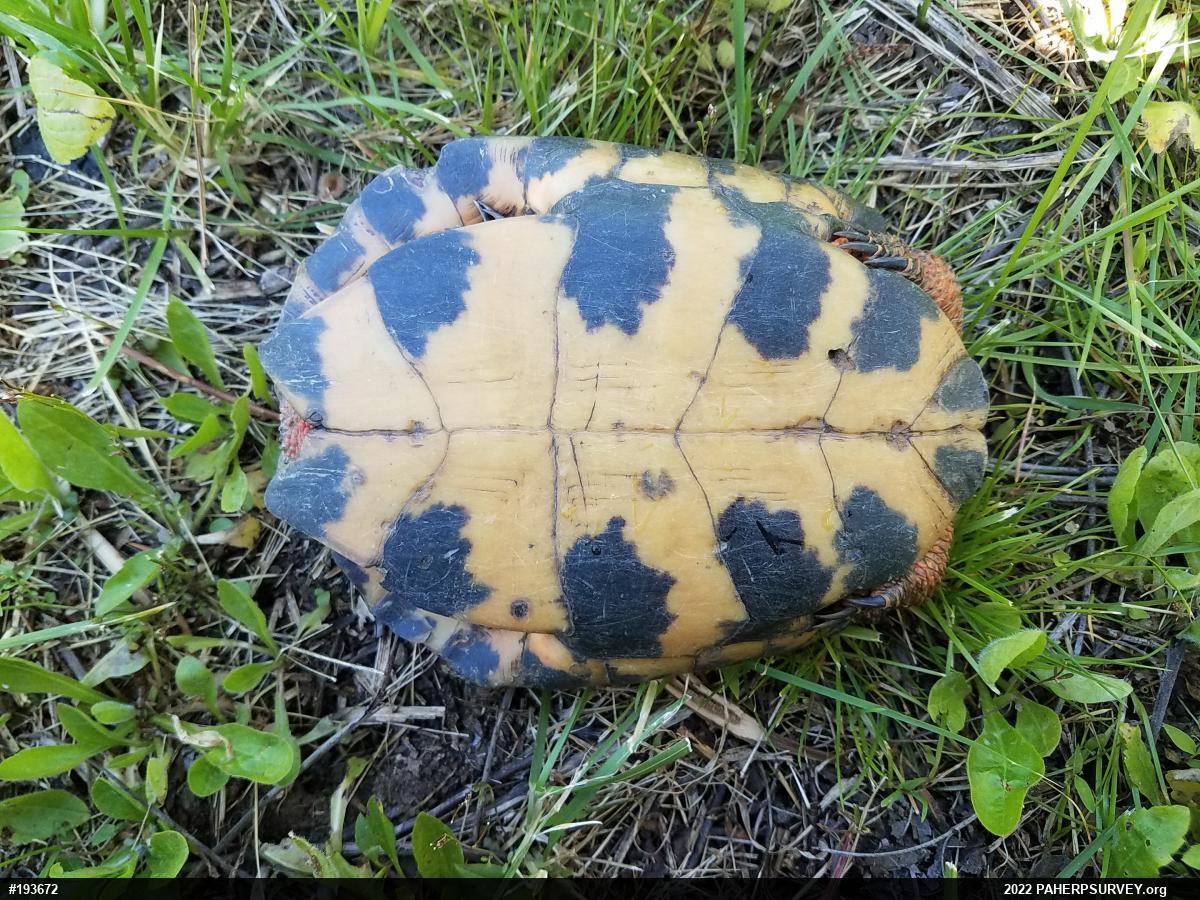 Wood Turtle