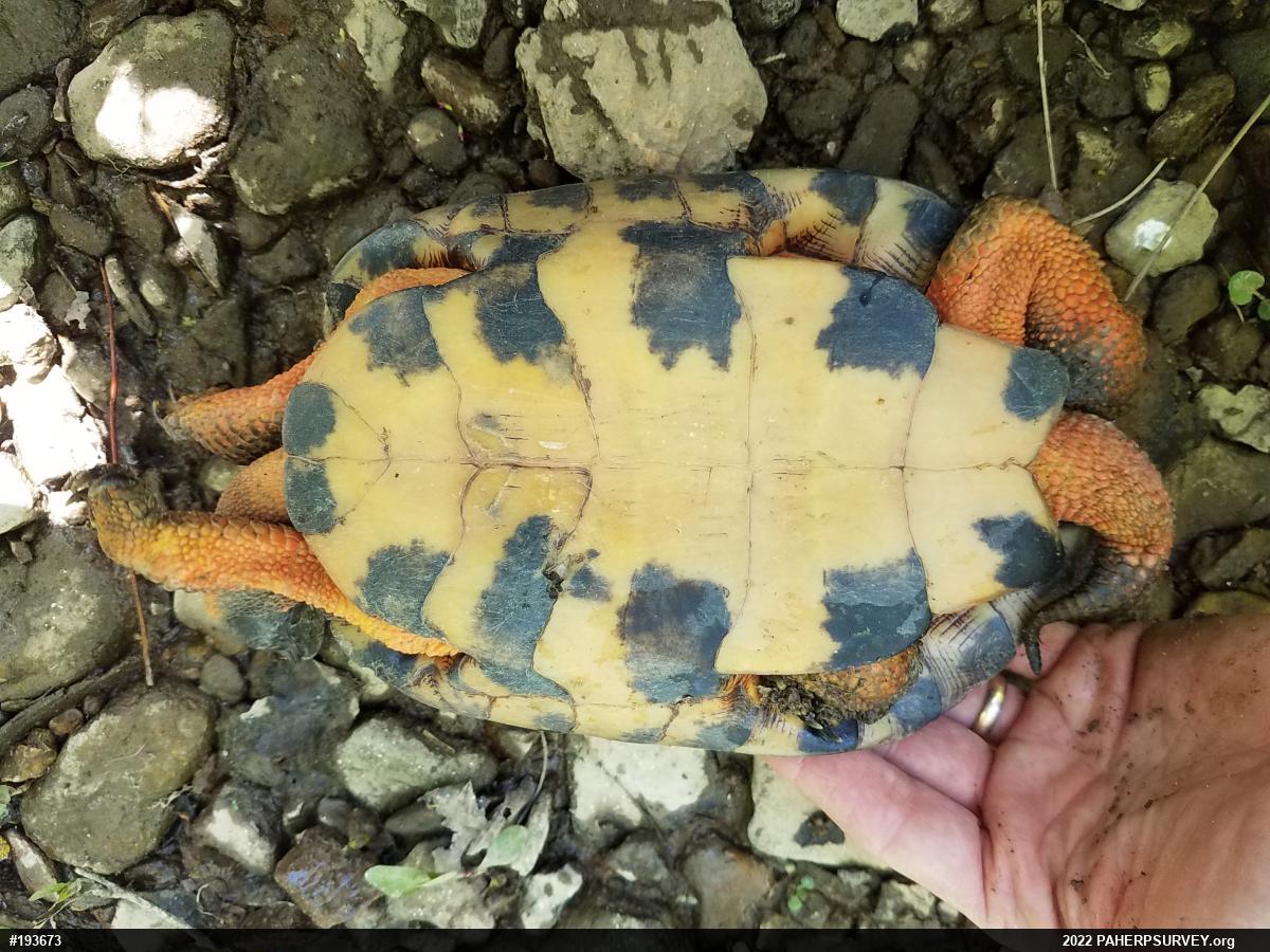 Wood Turtle