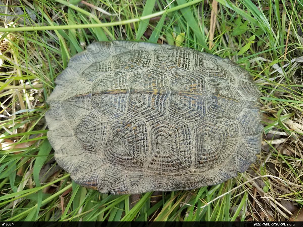 Wood Turtle