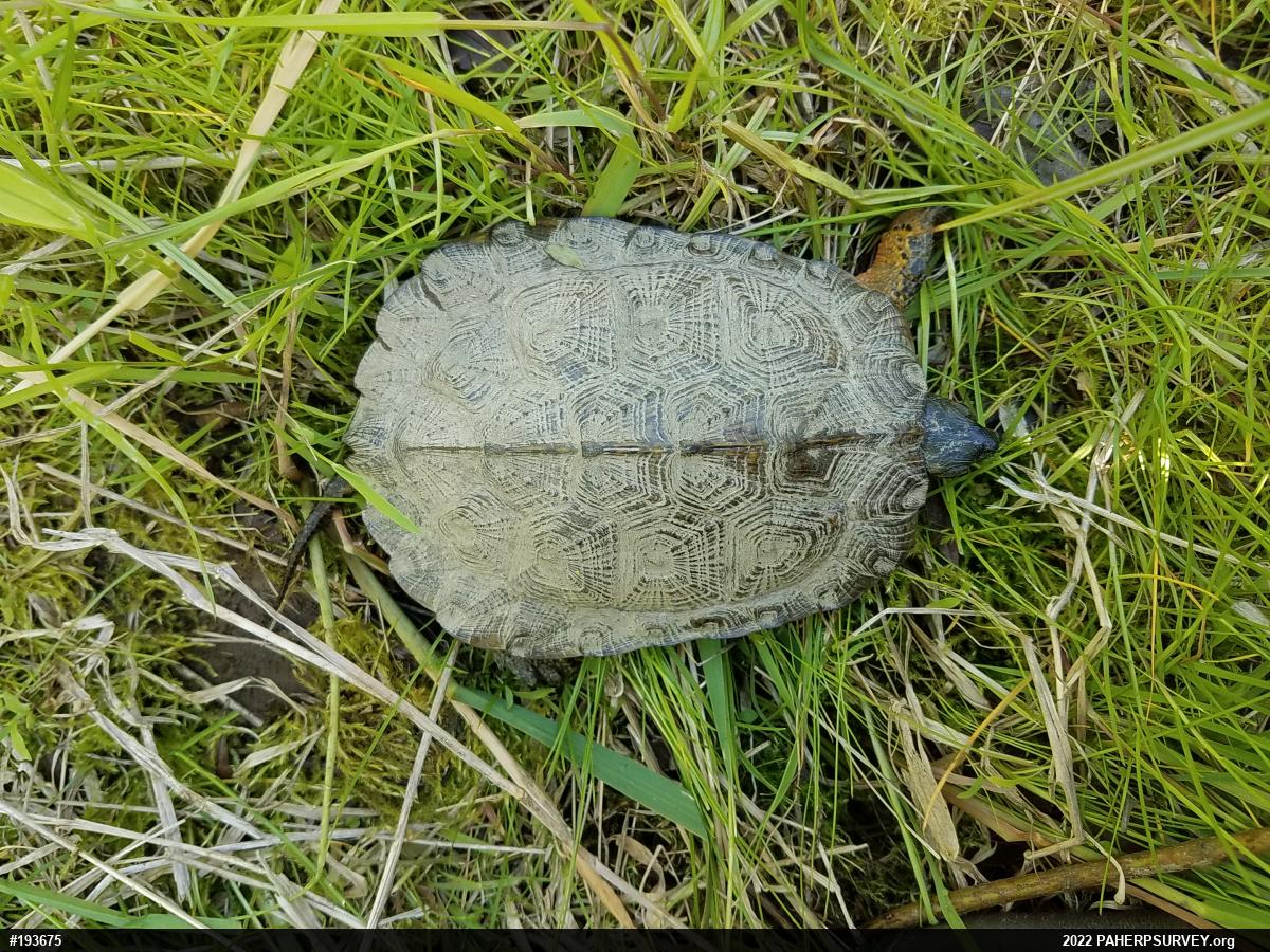 Wood Turtle