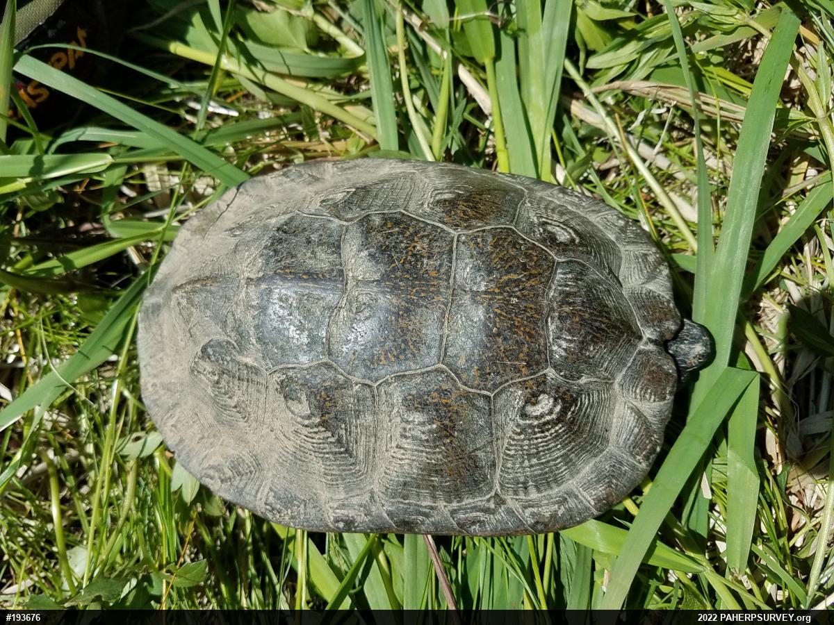 Wood Turtle