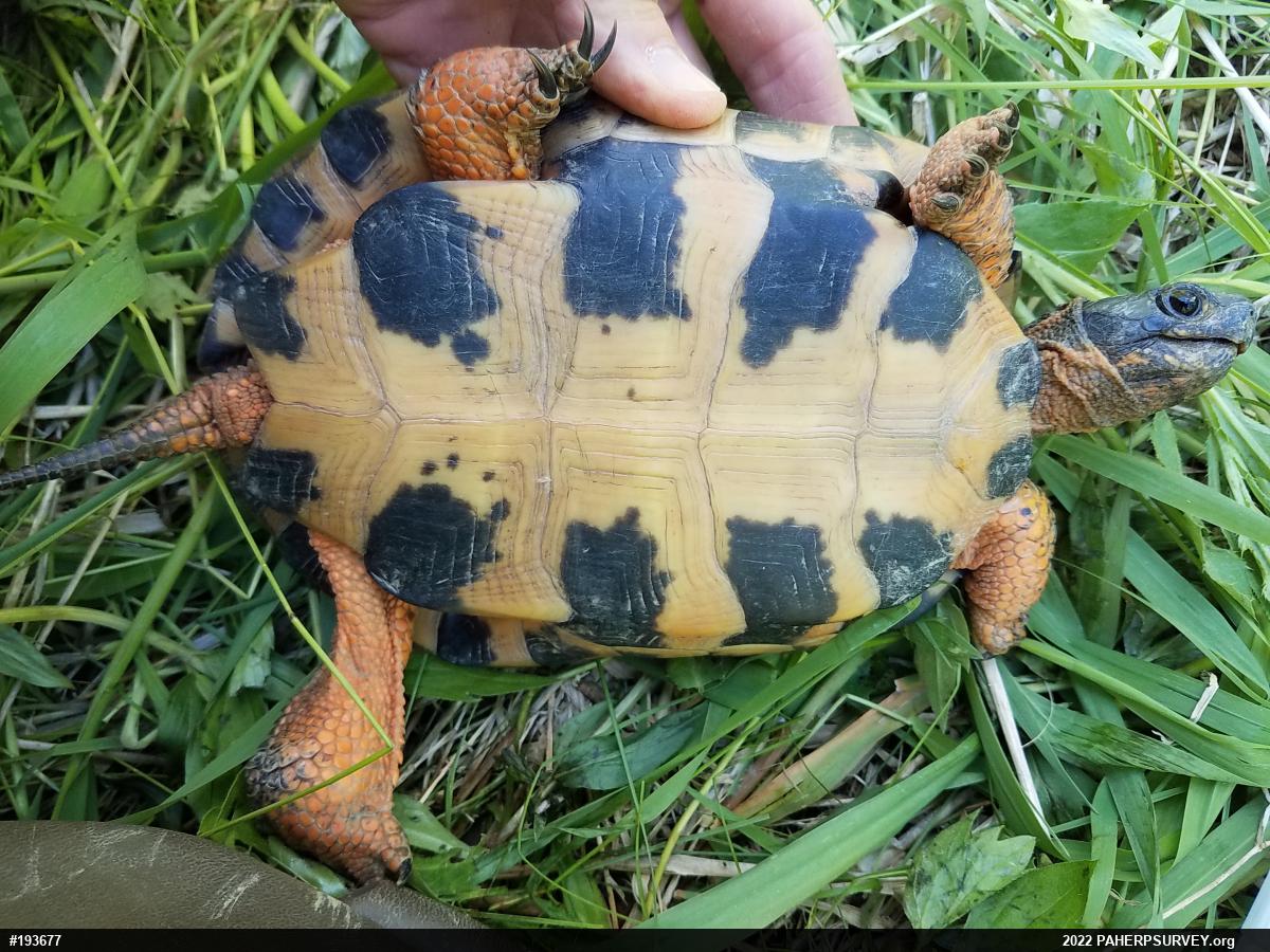 Wood Turtle