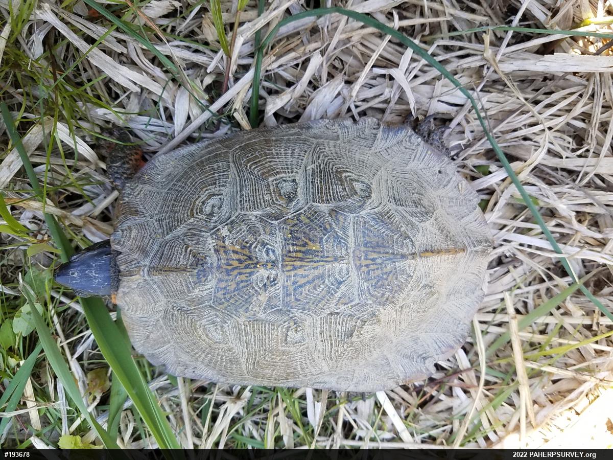 Wood Turtle