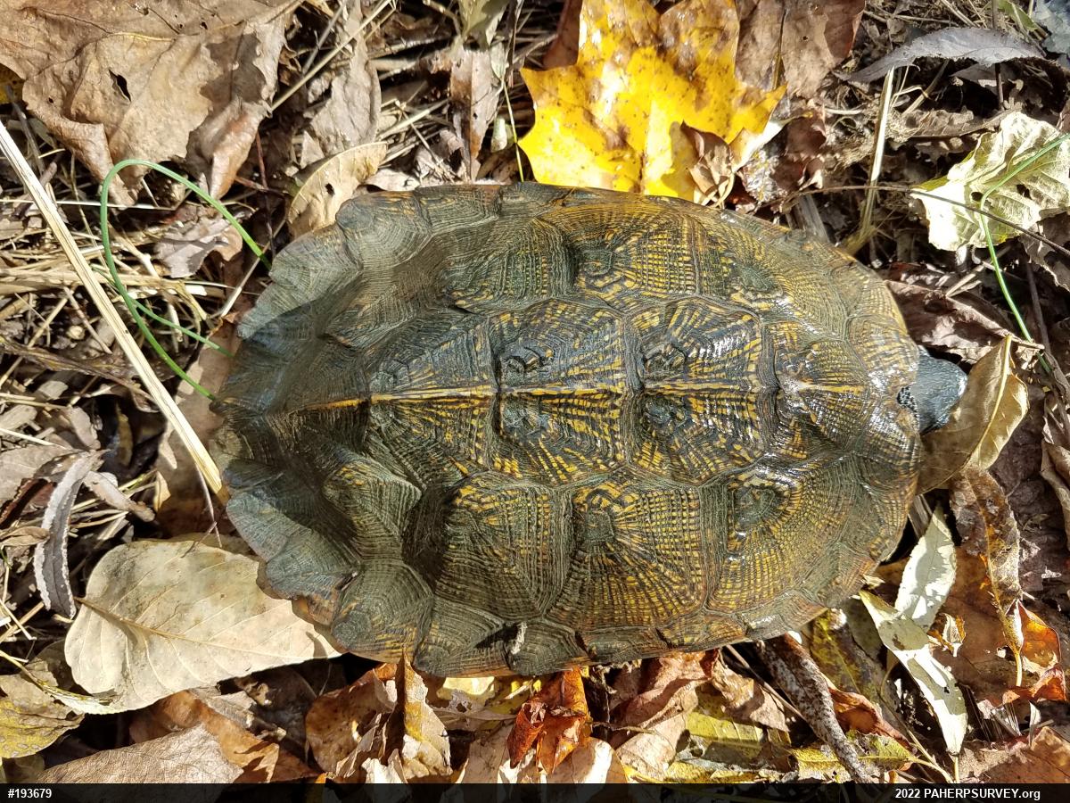 Wood Turtle