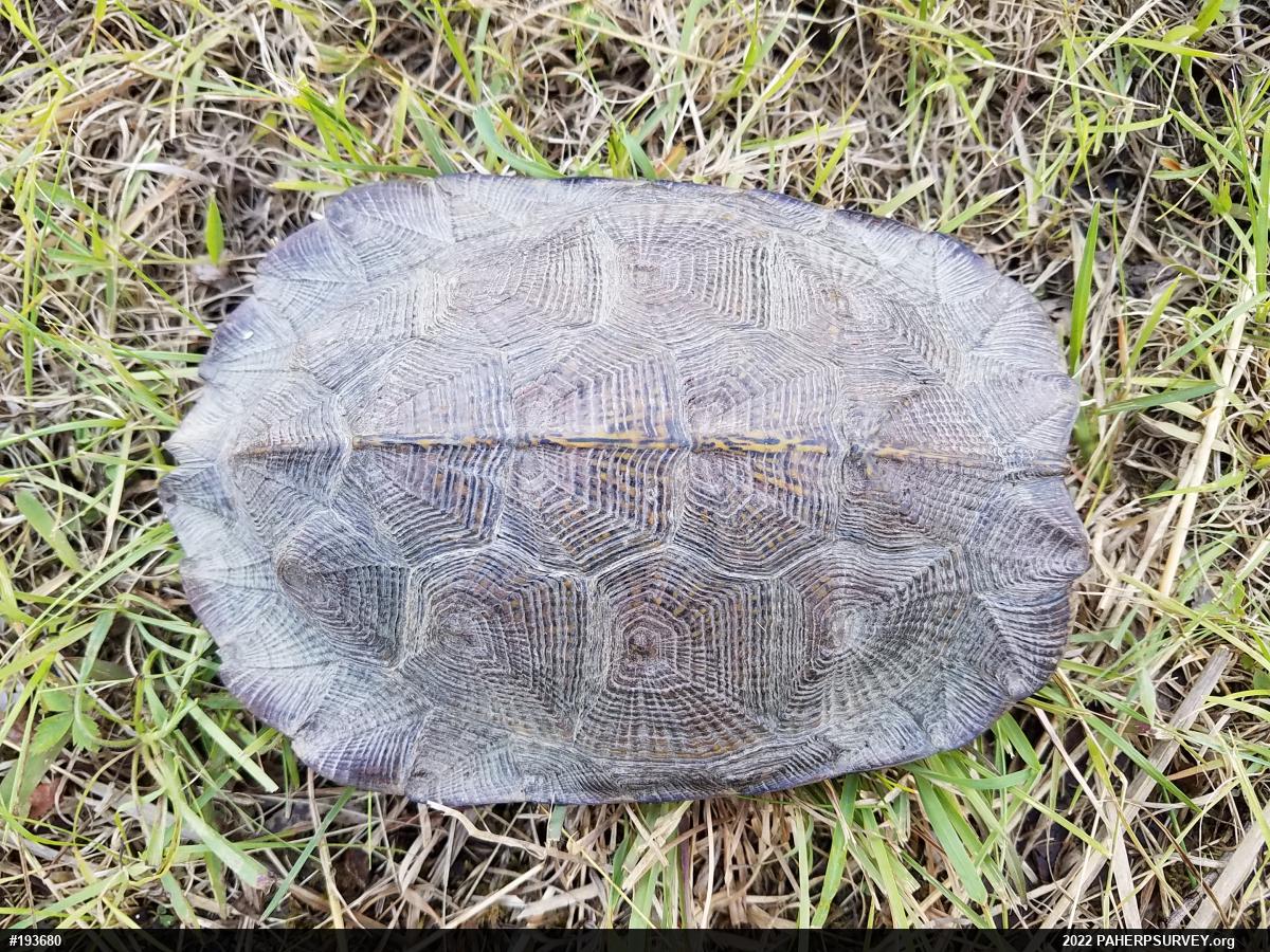 Wood Turtle