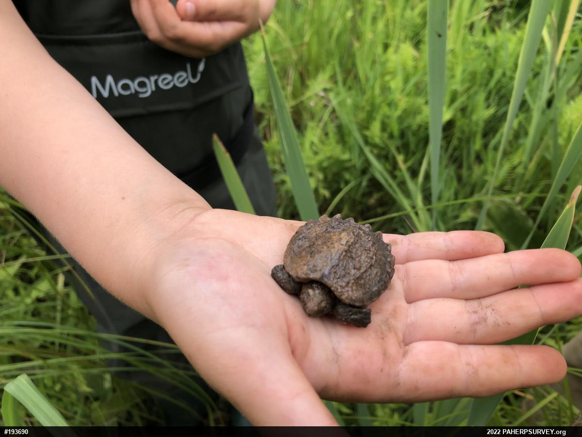 Snapping Turtle