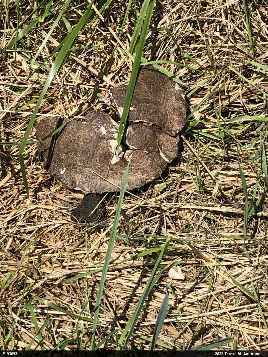 Wood Turtle
