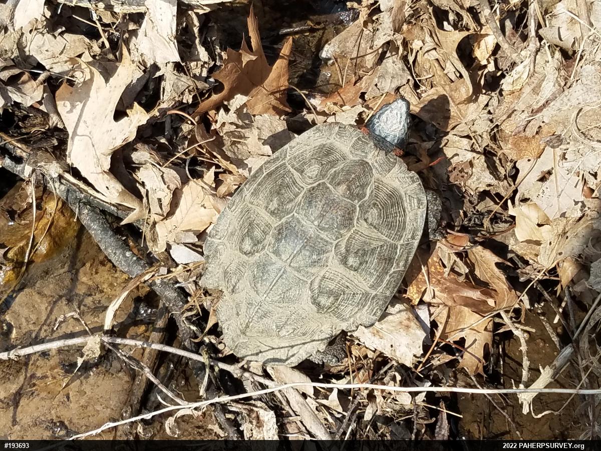 Wood Turtle