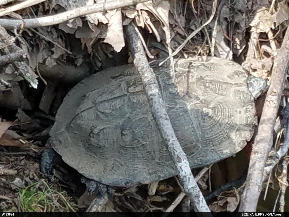 Wood Turtle