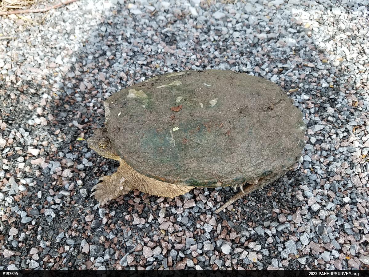 Snapping Turtle