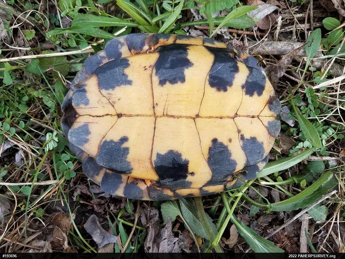Wood Turtle