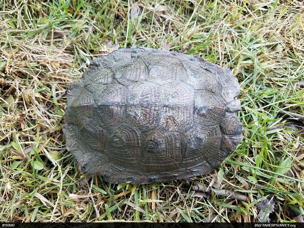 Wood Turtle