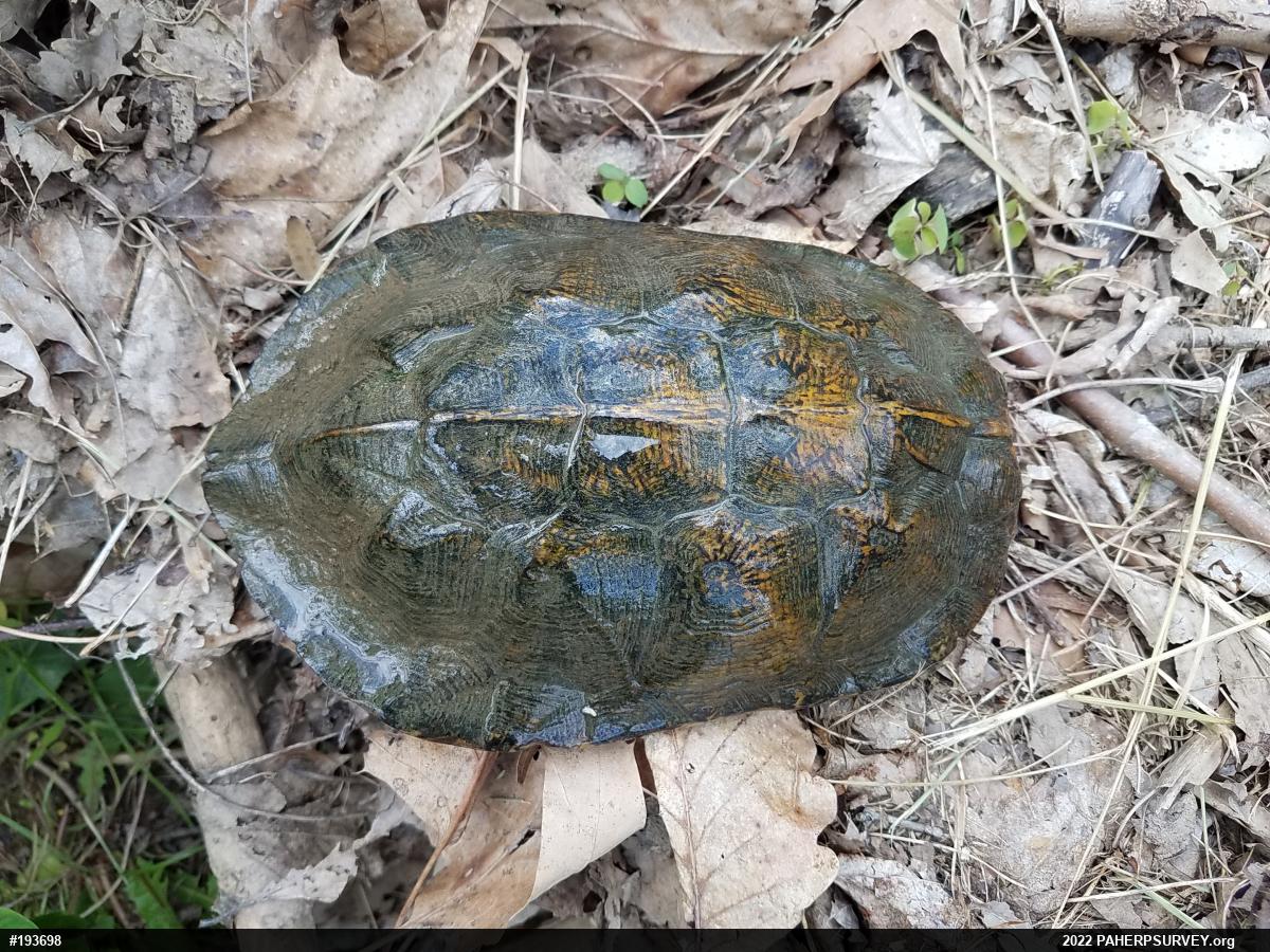Wood Turtle