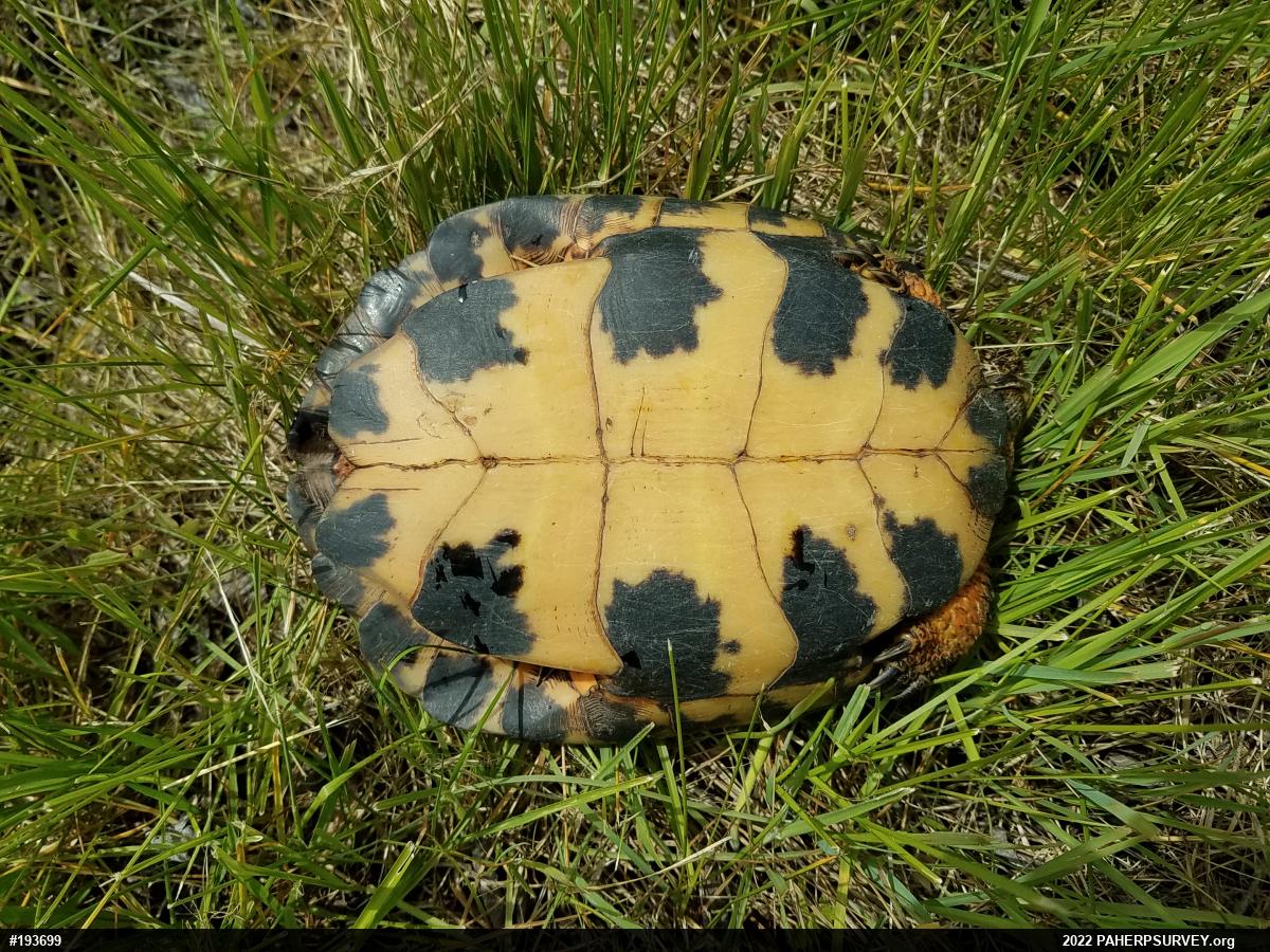 Wood Turtle