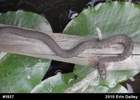 Northern Watersnake