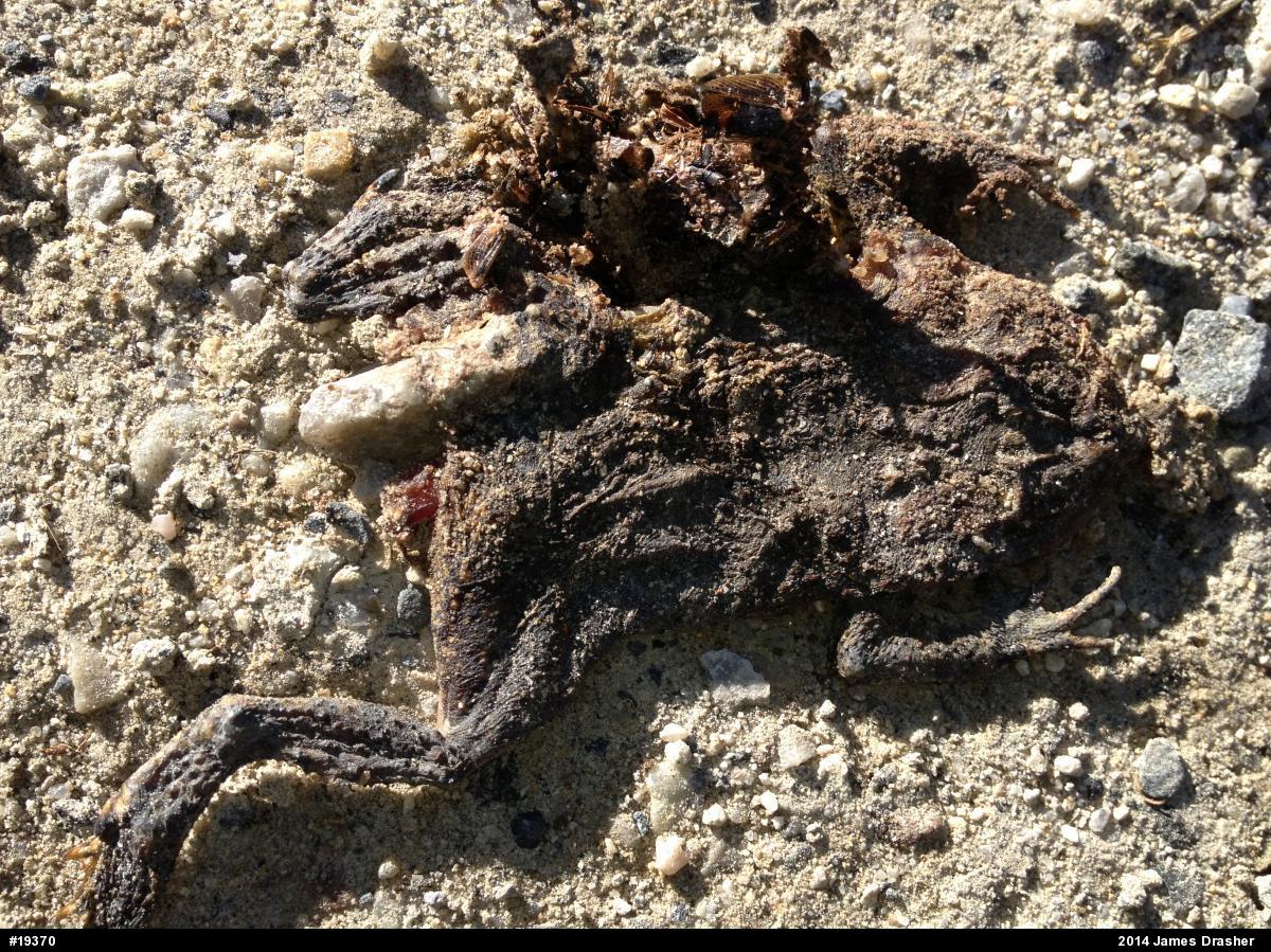Eastern American Toad