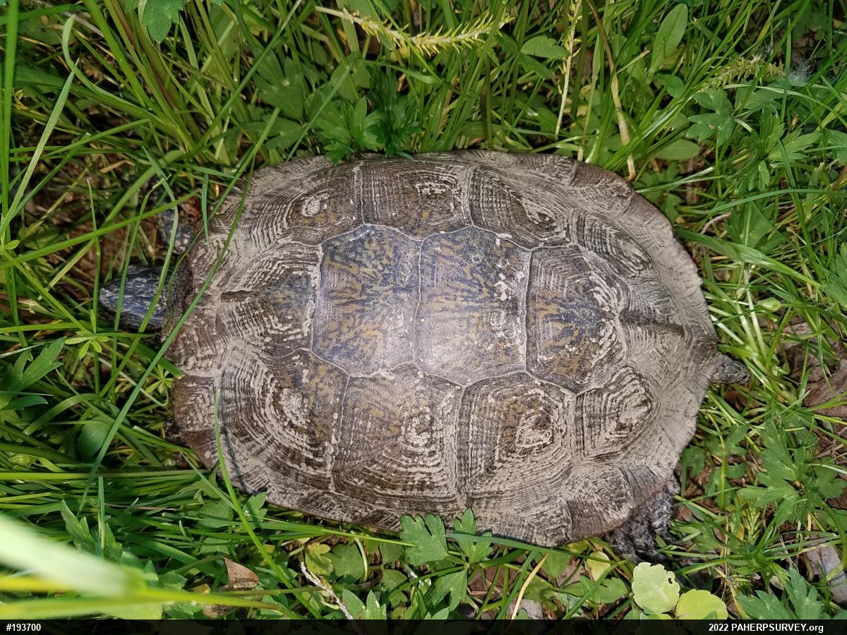 Wood Turtle