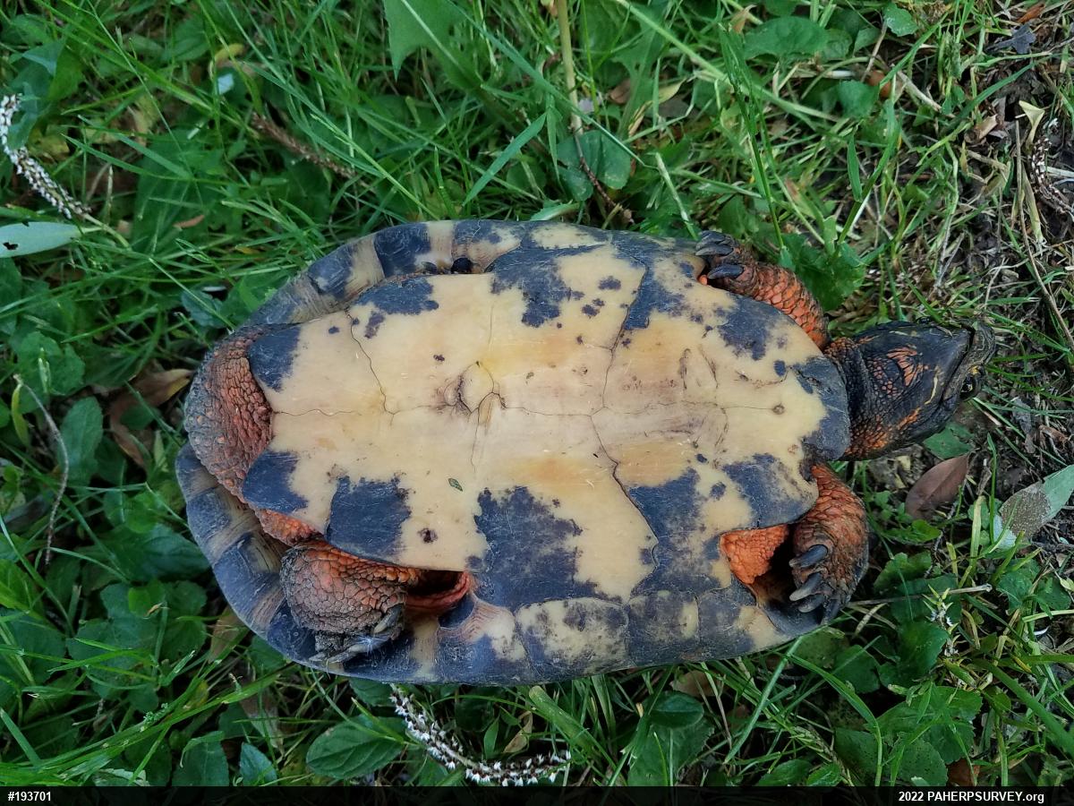 Wood Turtle