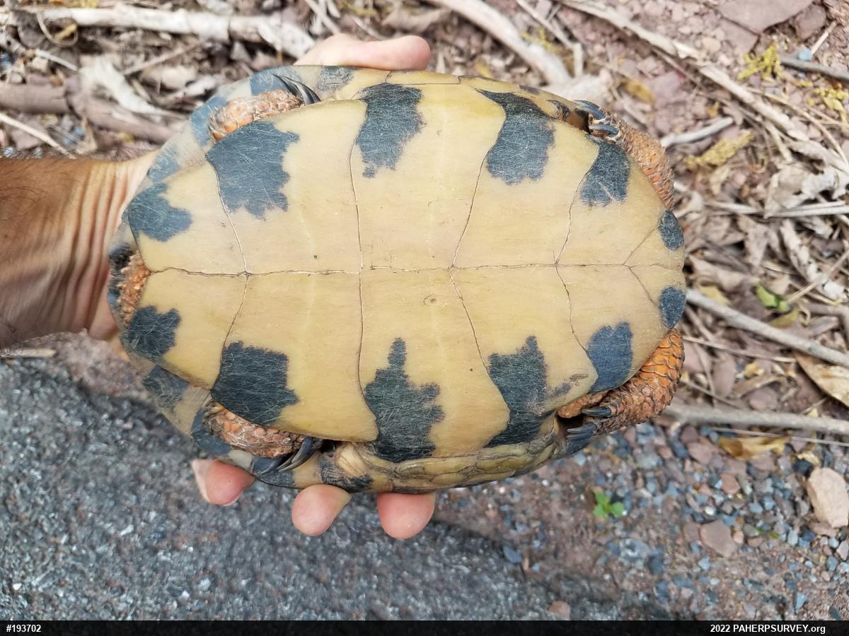 Wood Turtle