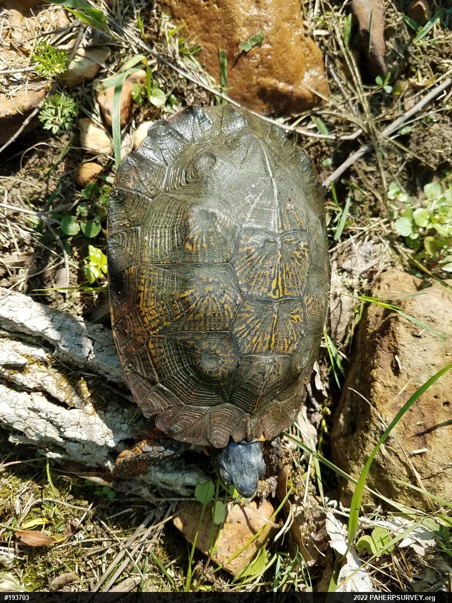 Wood Turtle