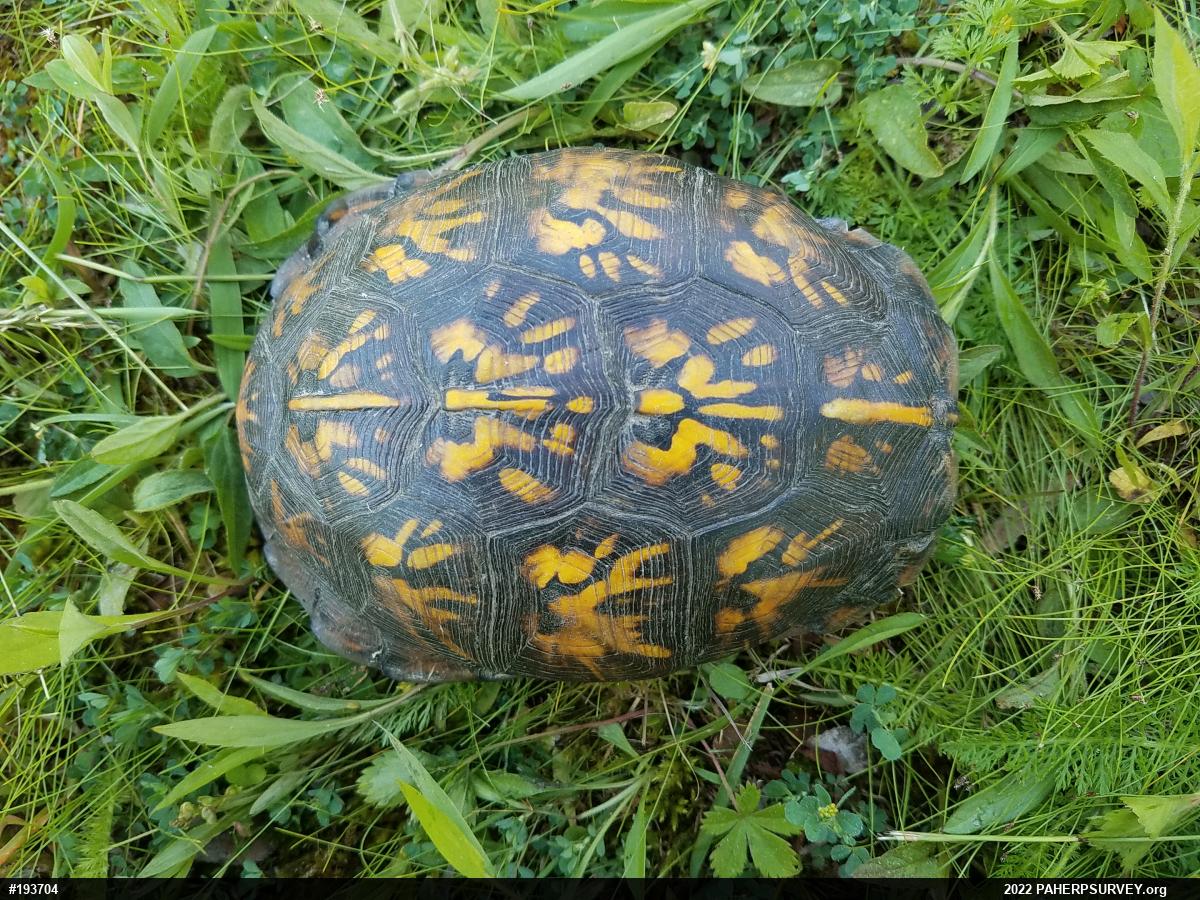 Eastern Box Turtle