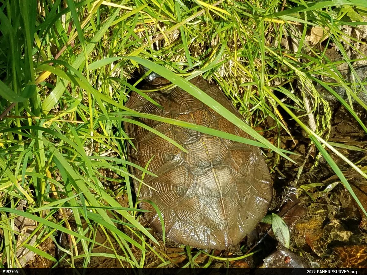 Wood Turtle