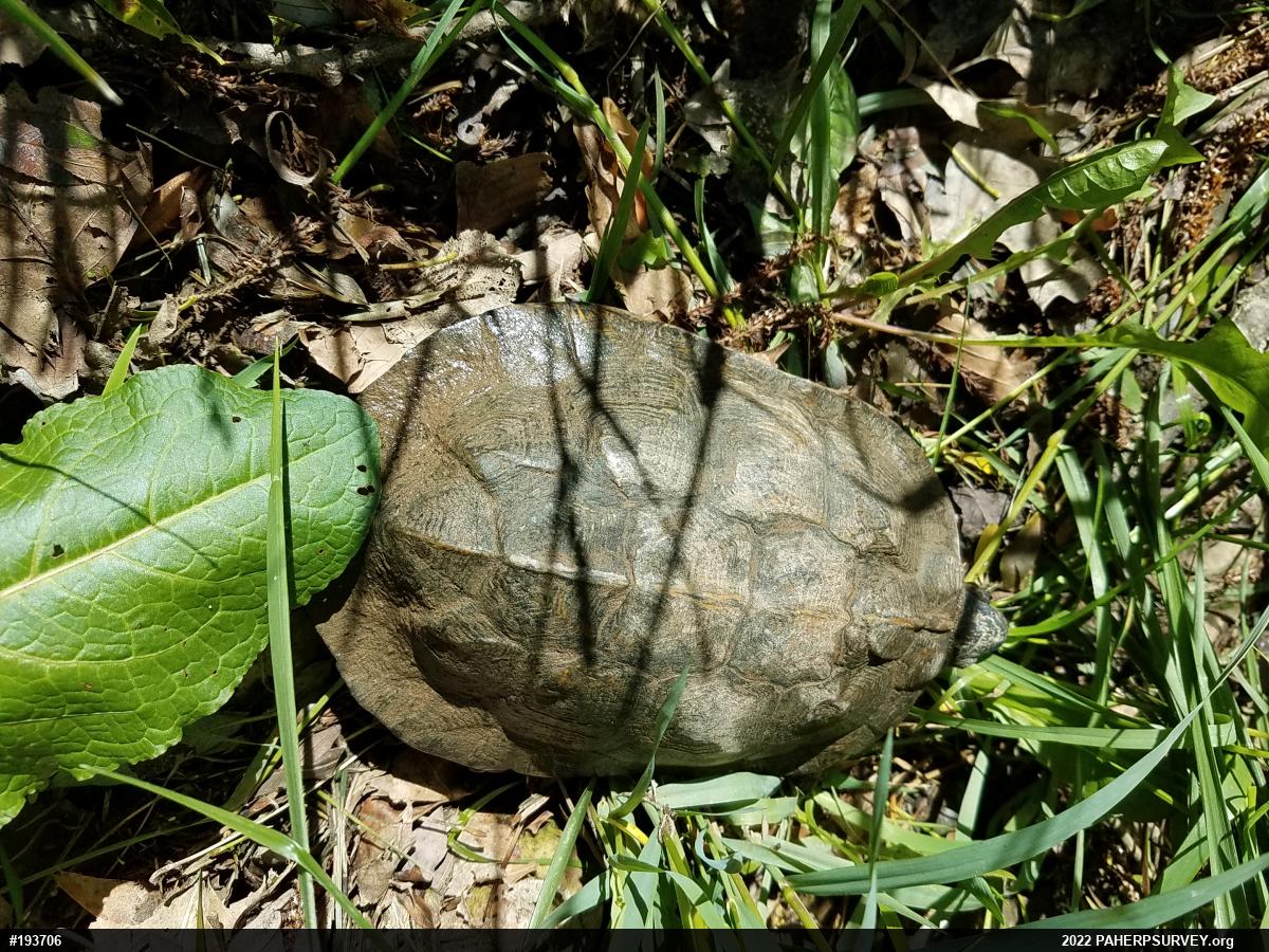 Wood Turtle