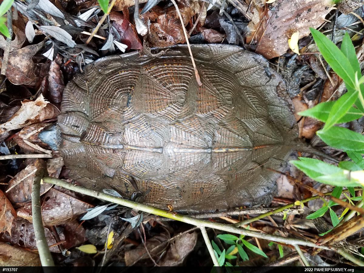 Wood Turtle
