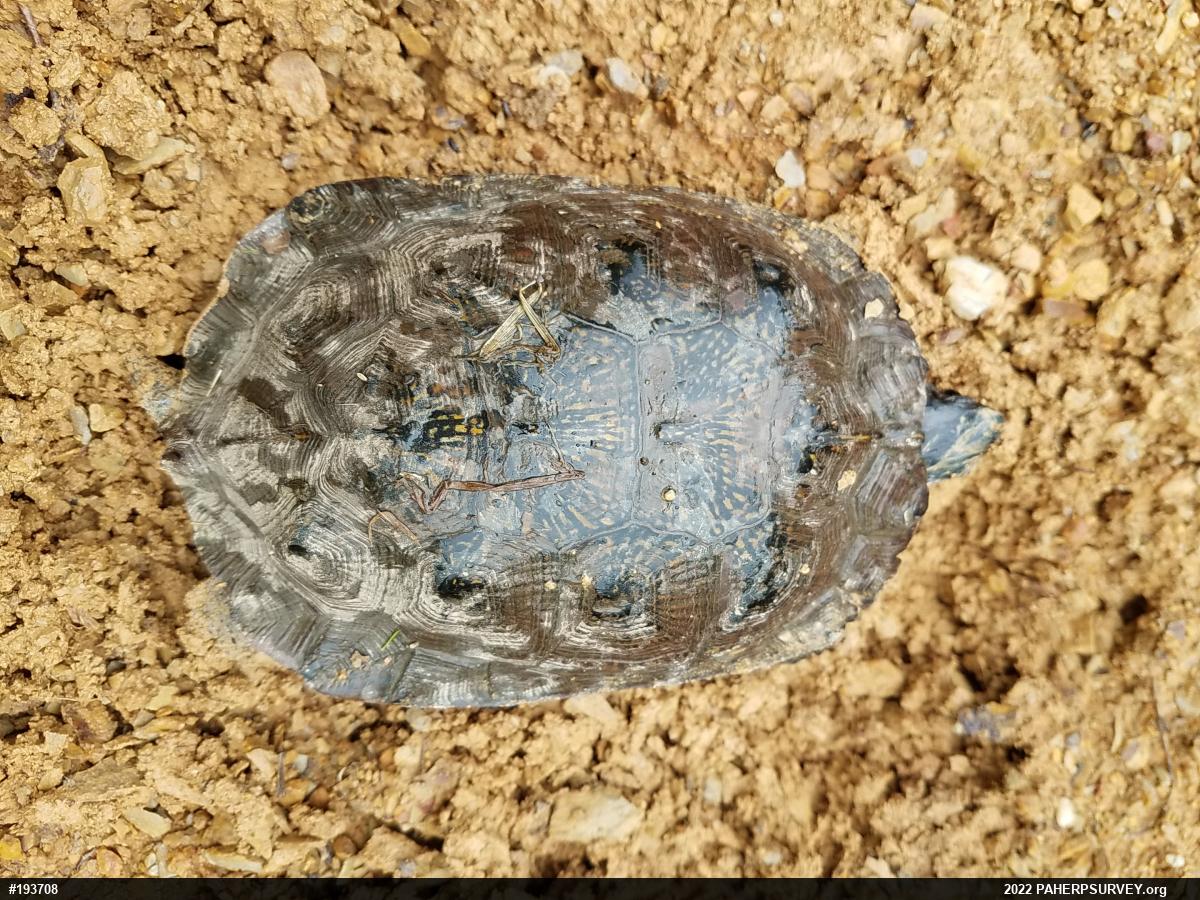 Wood Turtle