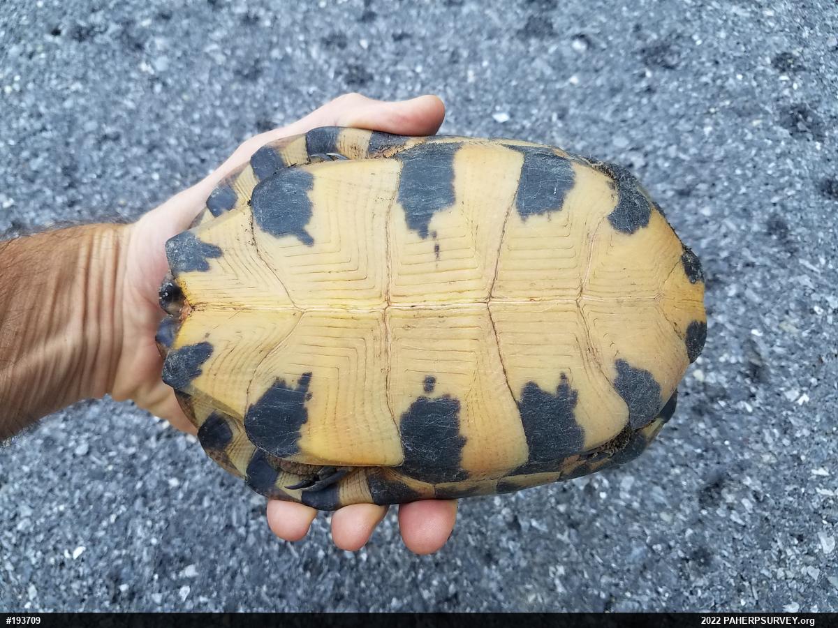 Wood Turtle