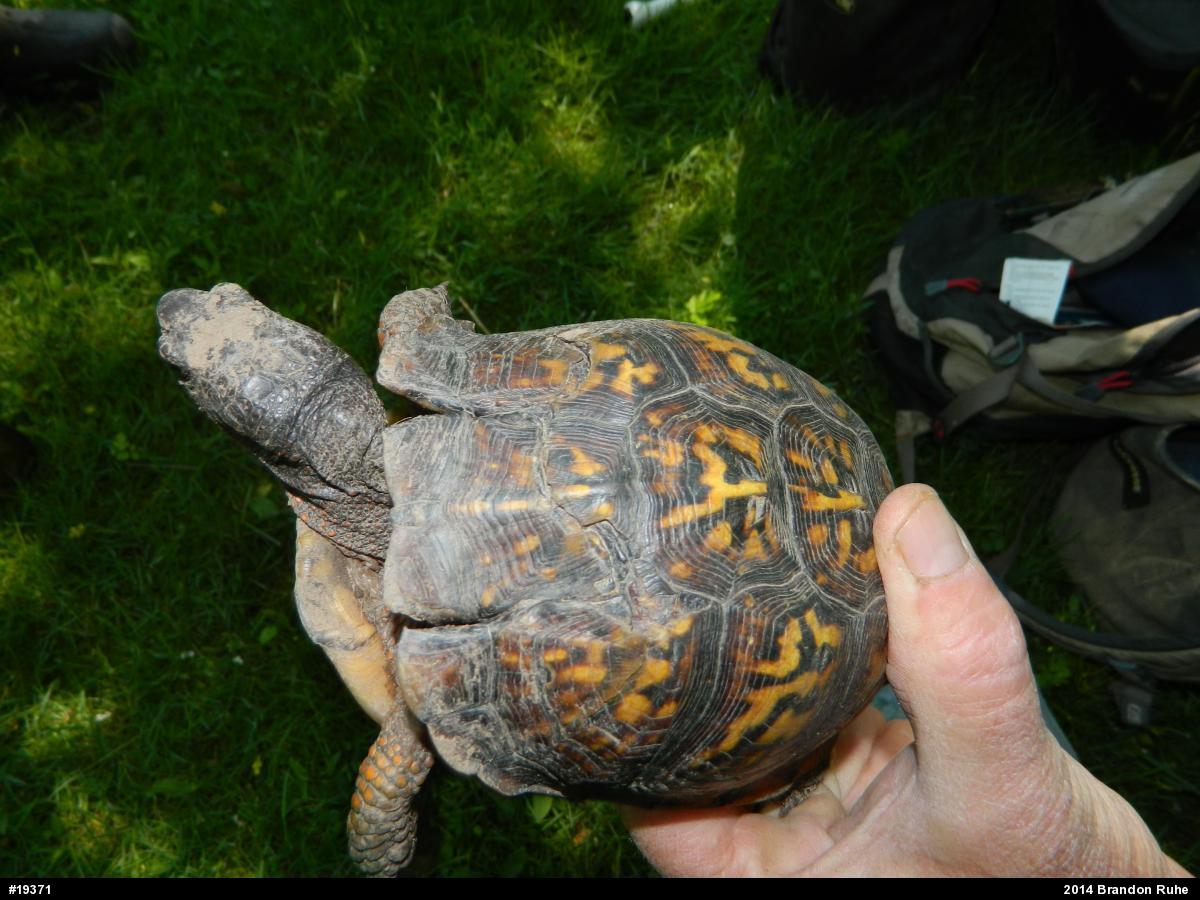 Eastern Box Turtle