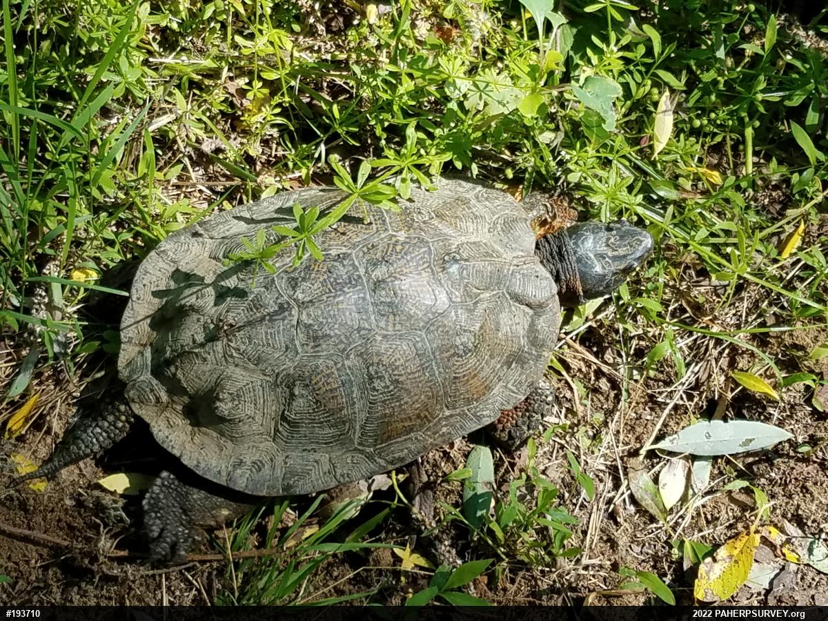 Wood Turtle