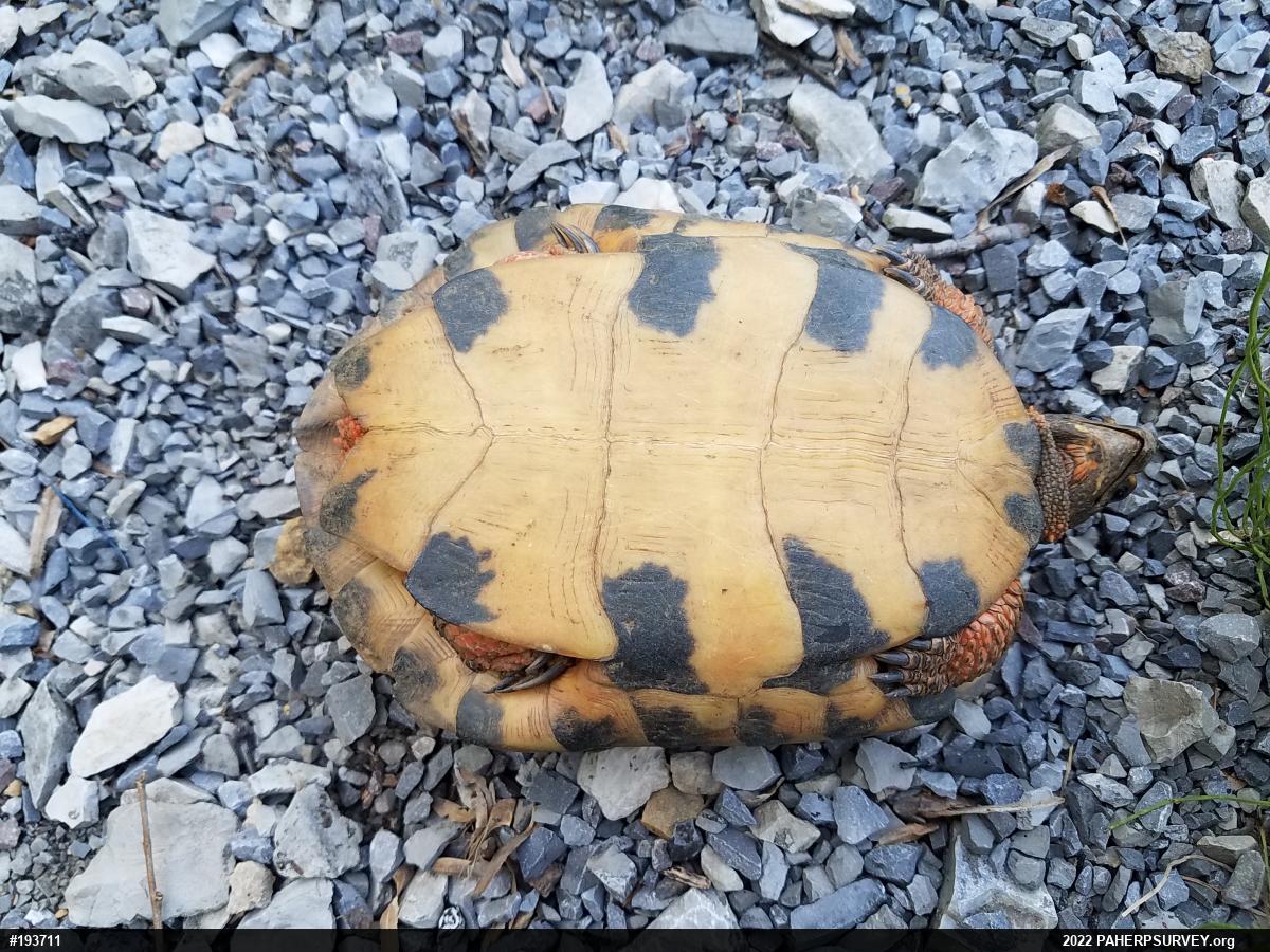Wood Turtle
