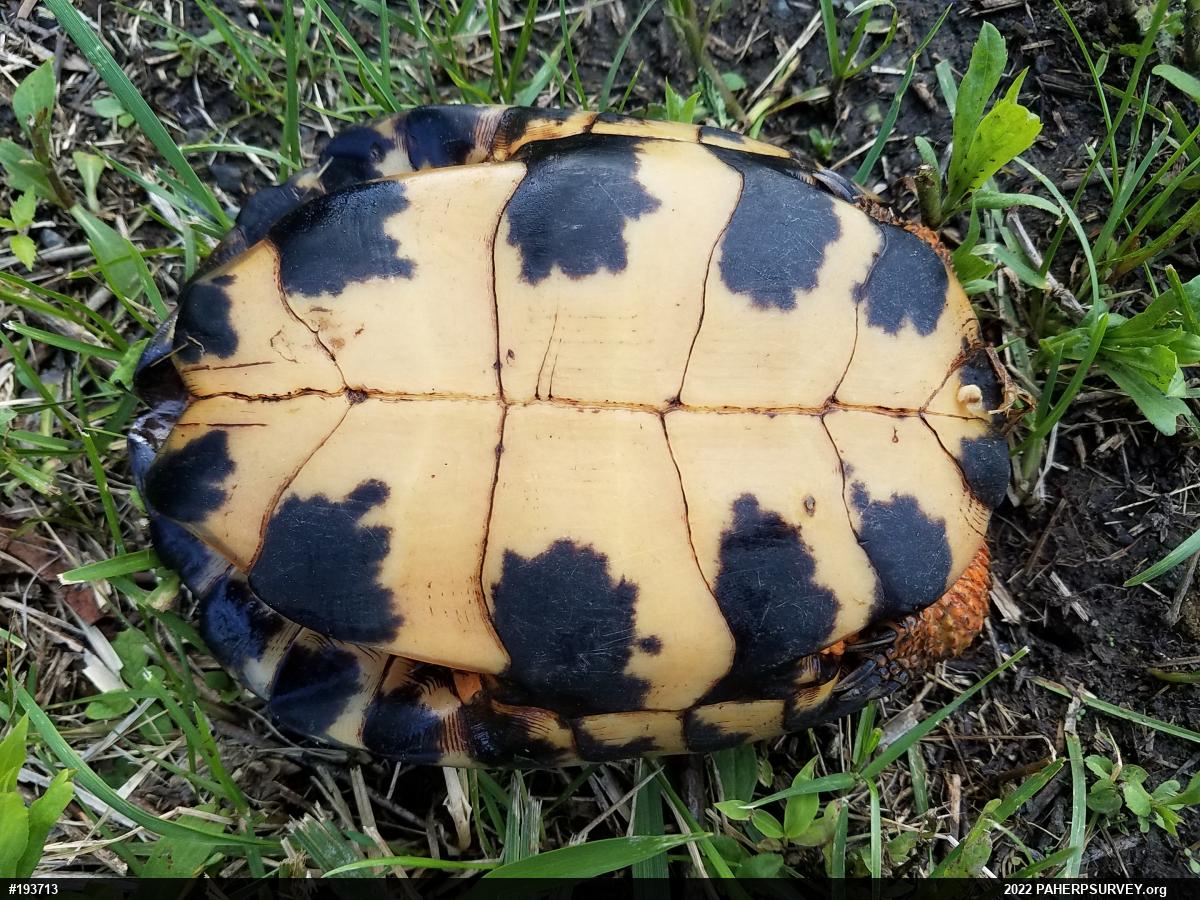 Wood Turtle