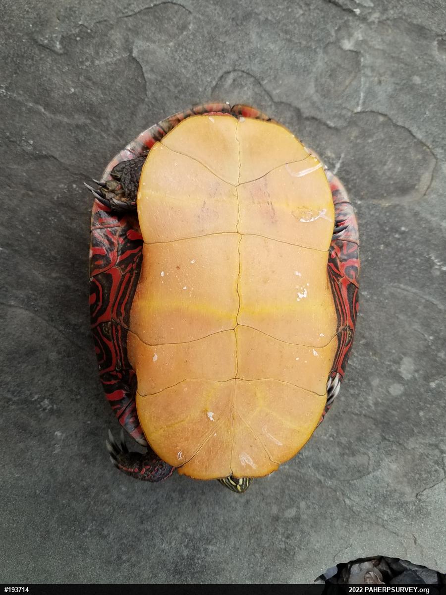 Eastern Painted Turtle