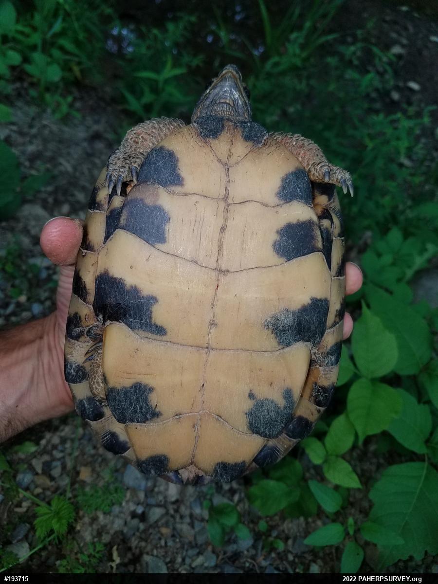 Wood Turtle