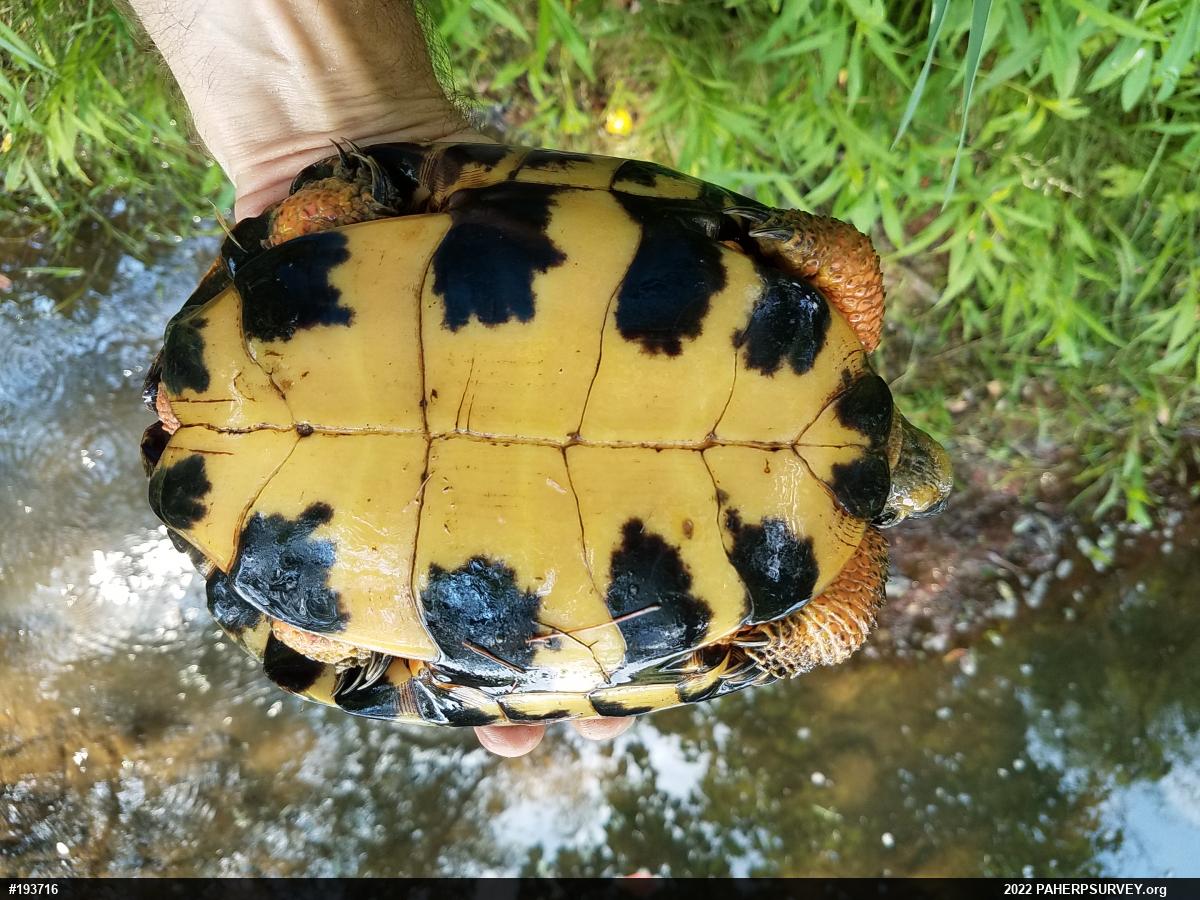 Wood Turtle