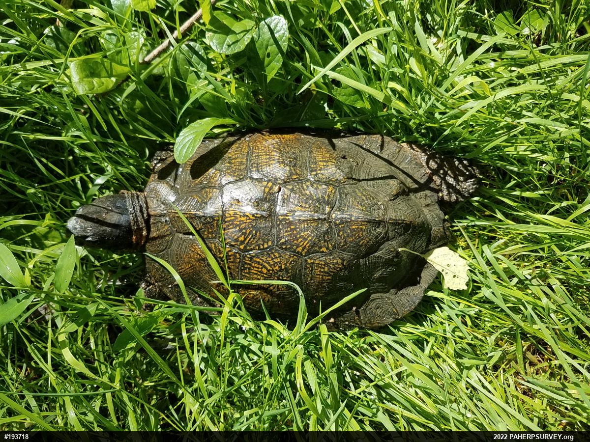 Wood Turtle