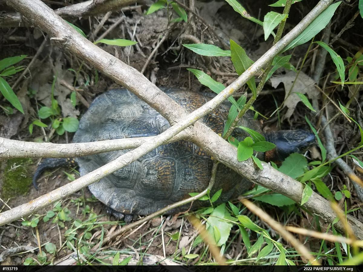 Wood Turtle