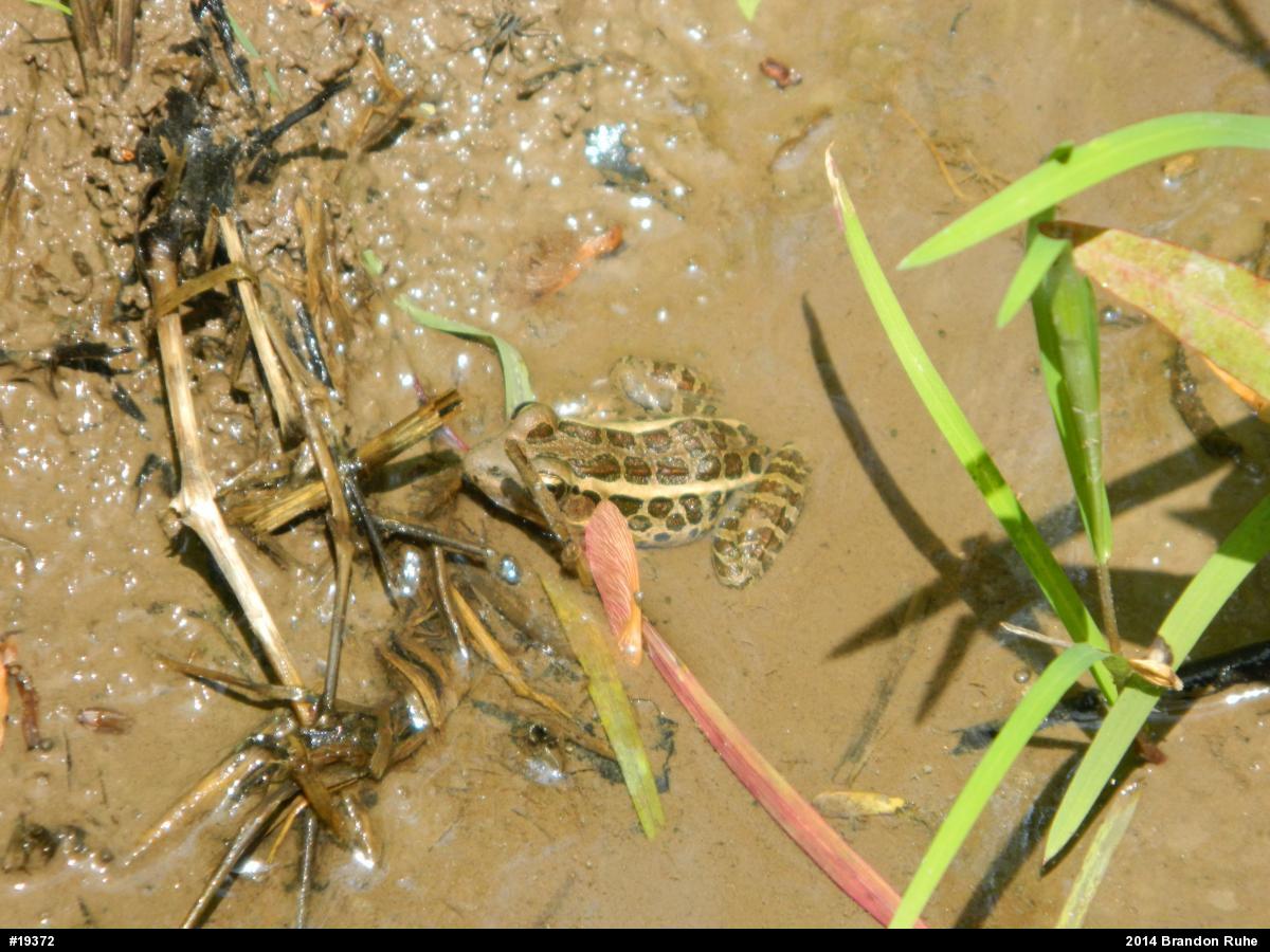 Pickerel Frog