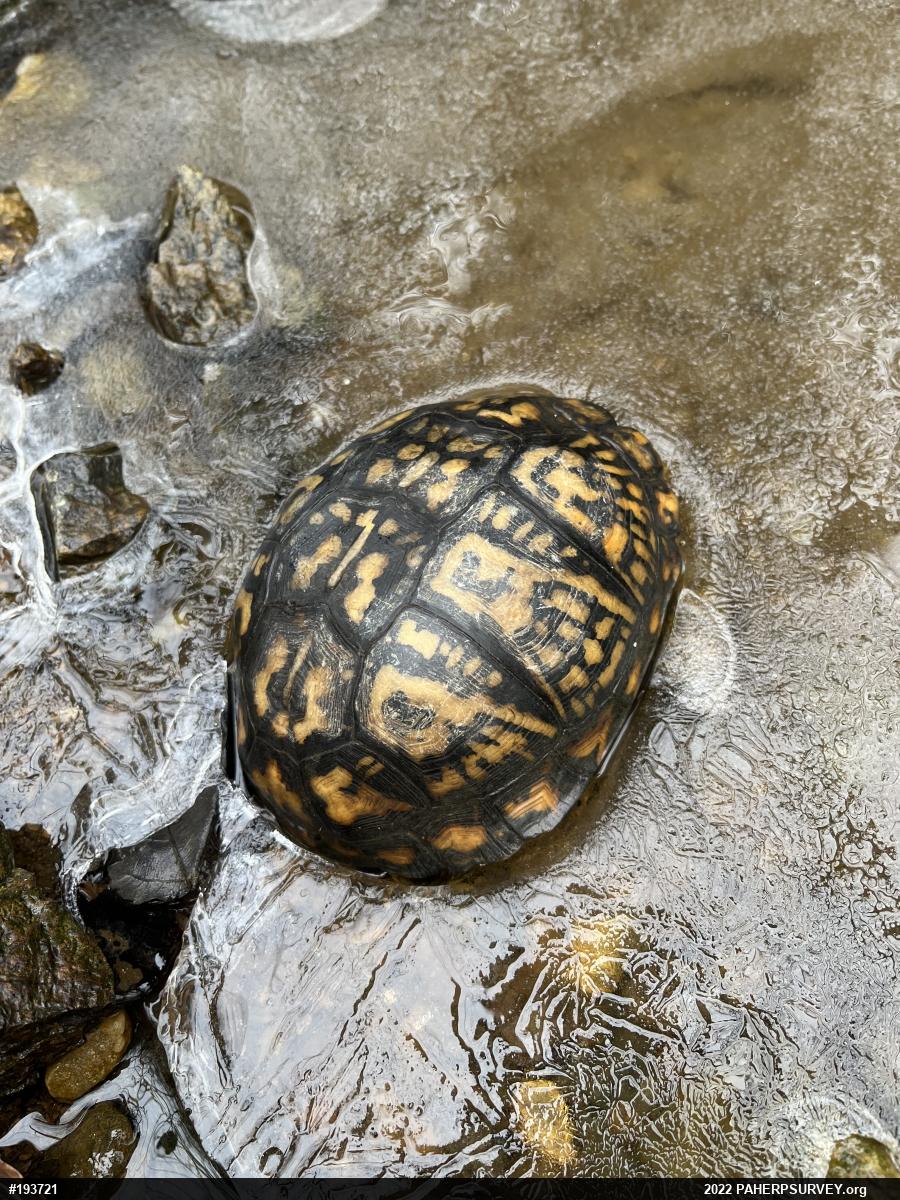 Eastern Box Turtle