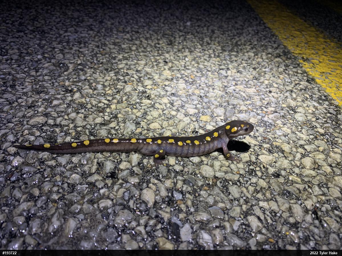 Spotted Salamander