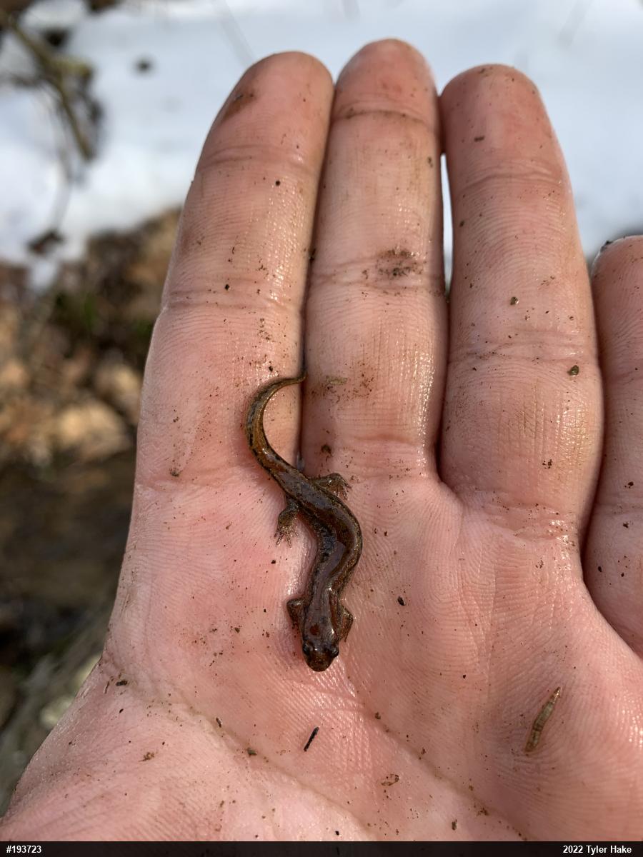 Northern Dusky Salamander