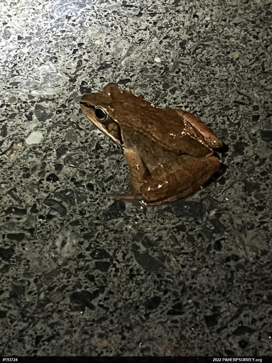 Wood Frog