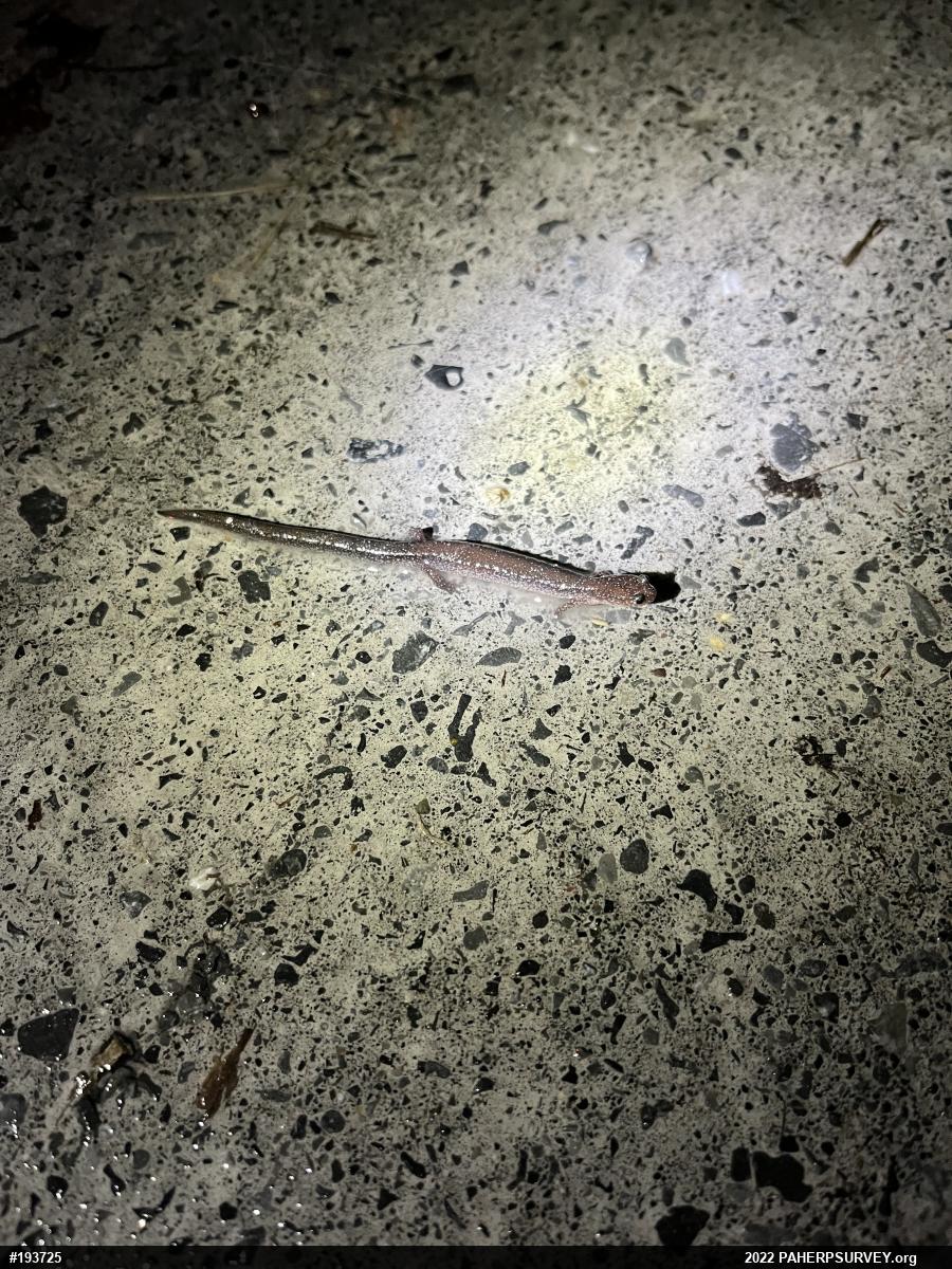 Eastern Red-backed  Salamander